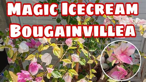 Unleash Your Inner Sorcerer with Magic Ice Cream Bougainvillea